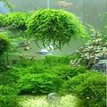 5cm Aquarium Fish Tank Media Moss Ball Live Plant Filter Filtration Decor Funny
