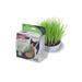 Van Ness Improved Digestion and Healthy Lifestyle Oat Garden Cat Greens Growing Kit 1 count