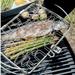 Weber 6470 Small Stainless Steel Grill Basket