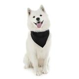 Dog Cotton Bandanas - 4 Pack - Scarf Triangle Bibs for Small Medium and Large