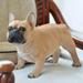 Hi-Line Gift Ltd Dog - French Bulldog - Large Statue