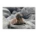 Trademark Fine Art Galapagos Sea Lion Pup Canvas Art by Ilan Ben Tov