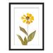 wall26 - Framed Wall Art - Dried Plant Specimen Yellow Flower - Giclee Printed Art in Black Picture Frames White Matting - 23x31 inches