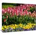 Design Art Tulip Garden with Yellow Flowers Photographic Print on Wrapped Canvas