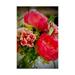 Trademark Fine Art Montecito Peonies Canvas Art by American School