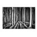 Trademark Fine Art Ghost Forest Canvas Art by Pixxelpark