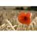 Posterazzi DPI1828463LARGE Red Flower in Field Poster Print by John Short 34 x 22 - Large