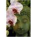 Trademark Art Orchids and Buddha Canvas Art by Kurt Shaffer 18x24