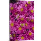 Great BIG Canvas | A Cluster Of Pink Painted Daisies (Chrysanthemum Coccineum) Canvas Wall Art - 32x48