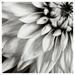 Masterpiece Art Gallery Dahlia in Black & White by Tom Quatermaine Canvas Art Print