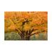 Trademark Fine Art Maple Tree In Autumn Big Bay Michigan Color Canvas Art by Monte Nagler