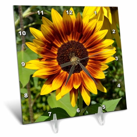 3dRose Beautiful Red and Yellow Sunflower Flower Photography 6x6 Desk Clock