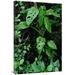 24 x 36 in. Monstera VIne Growing At Base of Tree in Rainforest Panama Art Print - Mark Moffett