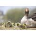 Posterazzi DPI1844526 Goose with Baby Chicks Poster Print 17 x 11