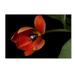 Trademark Fine Art Orange Tulip Canvas Art by Lori Hutchison