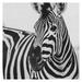 Masterpiece Art Gallery Zebra Close Up by Frida Bredesen Canvas Photo Art Print 24 x 24
