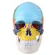 Human Skull Model, Three-piece Medical Teach Instrument Coloured Adult Plastic Human Skull Anatomical Model with Color Identification Card