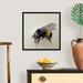 August Grove® Bombus Terrestris 1 (B), 2008 - Print Canvas | 22 H x 22 W x 1.75 D in | Wayfair 377DCF853CDF4914A80F8929A6C9C255