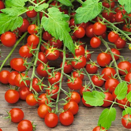 Tomatenpflanze Cherrytomate