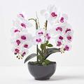 HOMESCAPES Artificial White Orchid in Pot 56 cm Tall Lifelike Faux Orchid Plant In Black Ceramic Bowl with Real Touch Silk Flowers and Green Leaves Phalaenopsis Orchid Flower for Indoor Decoration