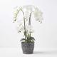 HOMESCAPES Large Artificial Green & White Orchid in Pot 82 cm Tall Lifelike Faux Orchid Plant In Grey Cement Pot Real Touch Silk Flowers and Green Leaves Phalaenopsis Orchid Flower Indoor Decoration