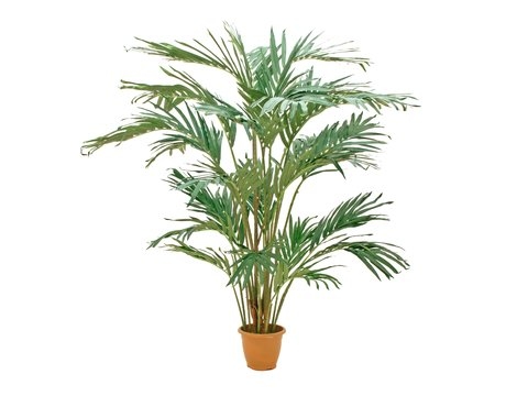 EUROPALMS Kanarische Dattelpalme, Kunstpflanze, 240cm Image