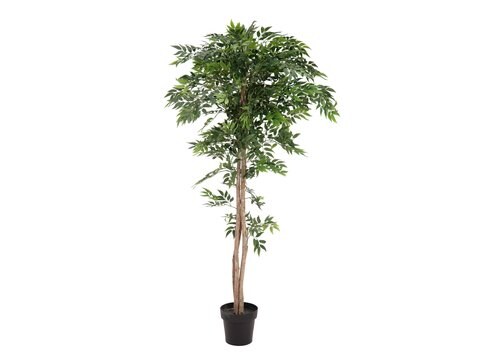 EUROPALMS Ficus Longifolia, Kunstpflanze, 165cm Image