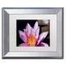 Ebern Designs 'Pink Water Lily' Horizontal Framed Photographic Print Canvas, Wood in Pink/Yellow | 11 H x 14 W x 0.5 D in | Wayfair