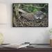 East Urban Home Great Gray Owl Incubating Eggs on Nest, North America - Picture Frame Photograph Print on Canvas in Brown/Green | Wayfair