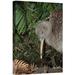 East Urban Home 'Great Spotted Kiwi Male in Rainforest, New Zealand' Photographic Print Canvas, Wood in Brown/Green | 18 H x 12 W x 1.5 D in | Wayfair