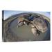 East Urban Home 'Volcan Alcedo Giant Tortoises Wallowing, Alcedo Volcano, Galapagos Islands' Photographic Print Canvas, in Brown | Wayfair