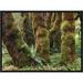 East Urban Home 'Mossy Big-Leaf Maples, Hoh Rainforest, Olympic National Park, Washington' Framed Photographic Print Canvas in Brown/Green | Wayfair