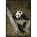 East Urban Home Giant Panda Resting - Picture Frame Photograph Print on Canvas in Brown/Green | 18 H x 12 W x 1.5 D in | Wayfair EAUB4849 38517622