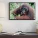 East Urban Home Orangutan Male, Adult, Borneo - Picture Frame Photograph Print on Canvas in Green/Red | 12 H x 18 W x 1.5 D in | Wayfair