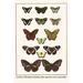 Buyenlarge Cruisers Mountain Beauties Spotted Crows Butterflies - Graphic Art Print in White | 36 H x 24 W x 1.5 D in | Wayfair 0-587-29863-4C2436