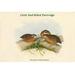 Buyenlarge Microperdix Erythrorhyncha Little Red-Billed Partridge by John Gould - Graphic Art Print in White | 24 H x 36 W x 1.5 D in | Wayfair