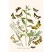 Buyenlarge 'European Butterflies & Moths' by W.F. Kirby Graphic Art in White | 36 H x 24 W x 1.5 D in | Wayfair 0-587-32223-3C2436
