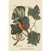 Buyenlarge Baltimore Oriole by Catesby - Graphic Art Print in White | 36 H x 24 W x 1.5 D in | Wayfair 0-587-30638-6C2436