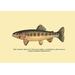 Buyenlarge The Golden Trout of Volcano Creek by H.H. Leonard Graphic Art in Brown/Gray | 28 H x 42 W x 1.5 D in | Wayfair 0-587-02314-7C2842