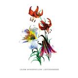 Buyenlarge Lilium Myhiophyllum: L. Sutchuenense by H.G. Moon Painting Print in Green/Indigo/Orange | 42 H x 28 W x 1.5 D in | Wayfair