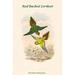 Buyenlarge Psitteuteles Rubronotatus Backed Lorikeet - Graphic Art Print in White | 36 H x 24 W x 1.5 D in | Wayfair 0-587-31788-4C2436