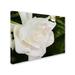 Trademark Fine Art 'Gardenia' Photographic Print on Wrapped Canvas Canvas | 14 H x 19 W x 2 D in | Wayfair KS01261-C1419GG