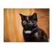 Trademark Fine Art 'Jeweled Eyes Tortoiseshell Kitten' Graphic Art Print on Wrapped Canvas Canvas | 14 H x 19 W x 2 D in | Wayfair ALI13869-C1419GG