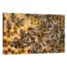 East Urban Home Germany Honey Bee Colony on Honeycomb w/ Queen - Photograph Print on Canvas in Yellow | 12 H x 18 W x 1.5 D in | Wayfair