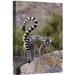 East Urban Home Madagascar Near Andringitra Mountains 'Ring-Tailed Lemur Mother & Young' - Photograph Print on Canvas in Brown/Gray/Green | Wayfair