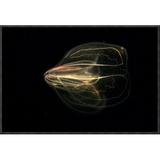 East Urban Home 'Comb Jelly Exhibiting Bioluminescence ' Framed Photographic Print on Canvas in Black | 12 H x 18 W x 1.5 D in | Wayfair