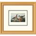 Global Gallery Ruddy Duck by John James Audubon Framed Painting Print Paper | 18 H x 20 W x 1.5 D in | Wayfair DPF-132808-0810-102