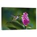 East Urban Home 'Scintillant Hummingbird Feeding at & Pollinating Flowers of Epiphytic Orchid' Photographic Print on Canvas in Green | Wayfair