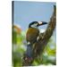 East Urban Home 'Plate-Billed Mountain-Toucan' Photographic Print on Canvas in Blue/Green | 18 H x 1.5 D in | Wayfair URBH8633 38407797