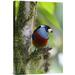 East Urban Home 'Toucan Barbet' Photographic Print on Canvas in Gray/Green | 18 H x 1.5 D in | Wayfair URBH8801 38408426